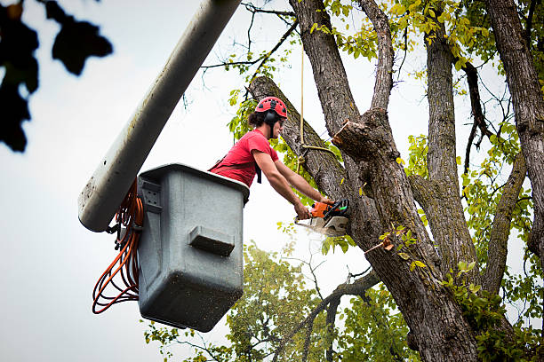 Reliable Villa Grove, IL  Tree Services Solutions